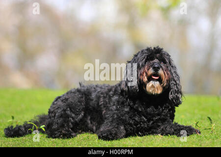 Razza cane (Canis lupus f. familiaris), sei anni poodle-bouvier razza cane giacente in un prato, Germania Foto Stock