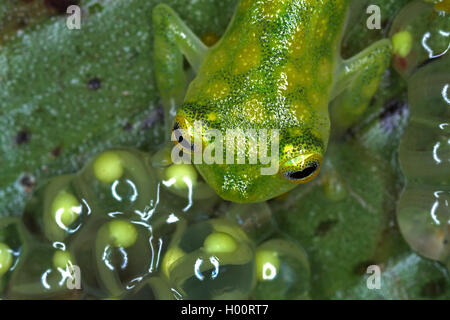 Vetro reticolato (rana Hyalinobatrachium valerioi), con spawn, Costa Rica Foto Stock