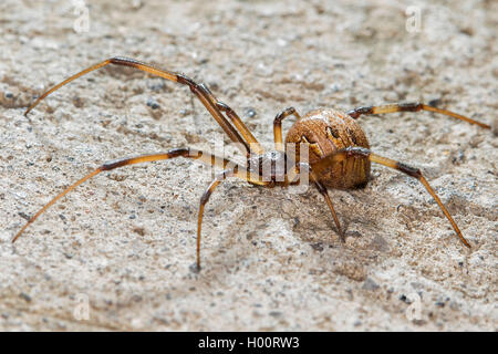 Vedova brown spider (Latrodectus geometricus), su una pietra, Costa Rica Foto Stock