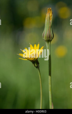 Prato di capra da barba, jack-go-to-letto a mezzogiorno, prato salsifify (Tragopogon pratensis), fioritura, Germania Foto Stock