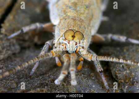 Jumping bristletail (albida Machilis), Ritratto, Austria Foto Stock