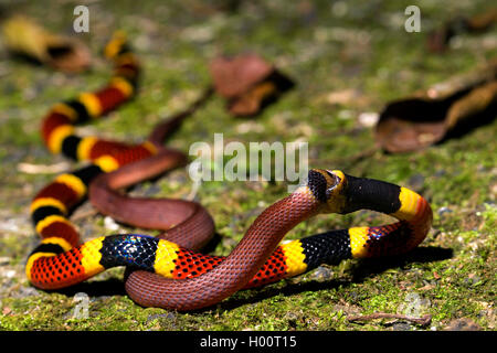 Costa Rica Serpente corallo (Micrurus mosquitensis), alimentando il caffè rosso serpente, Costa Rica Foto Stock