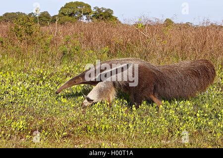 Giant anteater (Myrmecophaga tridactyla), nel suo habitat, Costa Rica Foto Stock