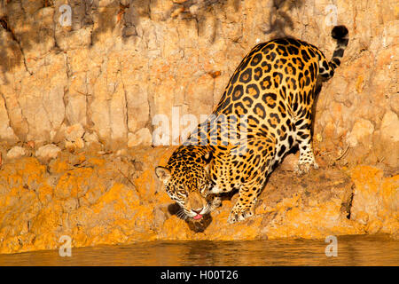 Jaguar (Panthera onca), sulla riva, Brasile, Pantanal Foto Stock