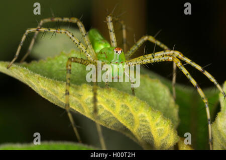 Lynx spider (Peucetia viridans), su una foglia, Costa Rica Foto Stock