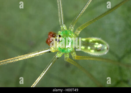 Il ragno vibrante (Pholcidae), su una foglia, Costa Rica Foto Stock