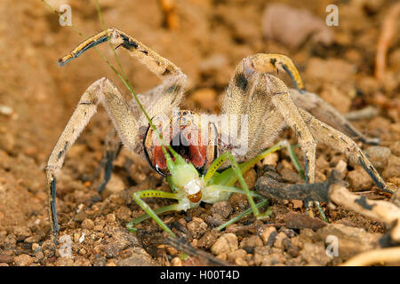 Brasiliano ragno errante (Phoneutria boliviensis), sul terreno, Costa Rica Foto Stock