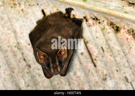 American foglia dal naso di pipistrelli, Nuovo Mondo spear-becchi pipistrelli, Nuovo Mondo a foglia pipistrelli naso (Phyllostomidae), si blocca su una foglia appassiti, Costa Rica Foto Stock