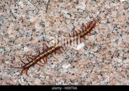 Chinese Red Head, gigante, Centipede Centipede nella giungla, Zampe arancione Centipede, rosso con testa, Centipede Centipede vietnamita (Scolopendra subspinipes), su una pietra, Seicelle Foto Stock