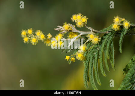 Graticcio di argento (Acacia dealbata), fioritura Foto Stock