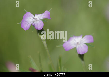 Common corncockle, comune mais-arricciatura, Corncockle, mais increspature (Agrostemma githago), fioritura, Germania Foto Stock