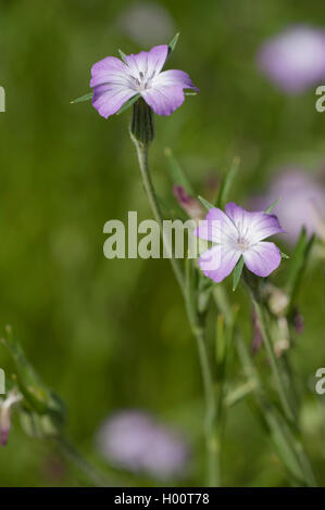 Common corncockle, comune mais-arricciatura, Corncockle, mais increspature (Agrostemma githago), fioritura, Germania Foto Stock