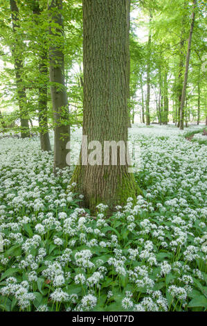 Ramsons, buckrams, aglio selvatico, di latifoglie, aglio Aglio in legno muniti di porro, l'aglio orsino (Allium ursinum), che fiorisce in una foresta, Germania Foto Stock