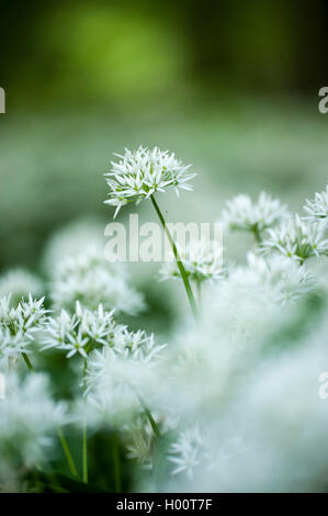 Ramsons, buckrams, aglio selvatico, di latifoglie, aglio Aglio in legno muniti di porro, l'aglio orsino (Allium ursinum), fioritura, Germania Foto Stock