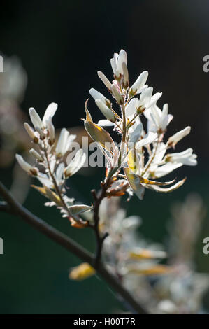 Roverella serviceberry (Amelanchier arborea), filiale di fioritura Foto Stock