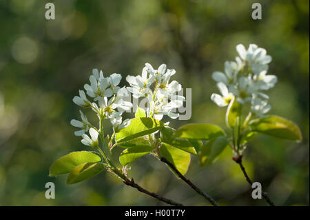 Asian Serviceberry (Amelanchier asiatica), filiale di fioritura Foto Stock