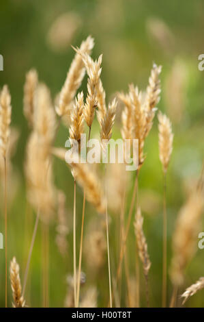 Dolce primaverile-erba, Sweetscented erba primaverile (Anthoxanthum odoratum), la fruttificazione, Germania Foto Stock