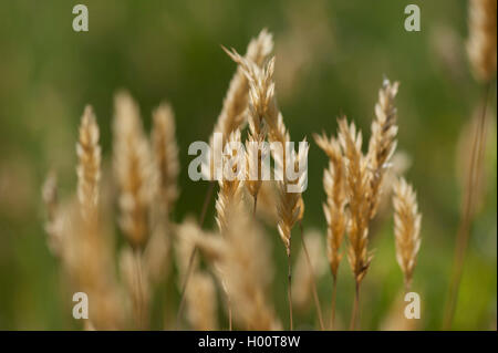 Dolce primaverile-erba, Sweetscented erba primaverile (Anthoxanthum odoratum), la fruttificazione, Germania Foto Stock