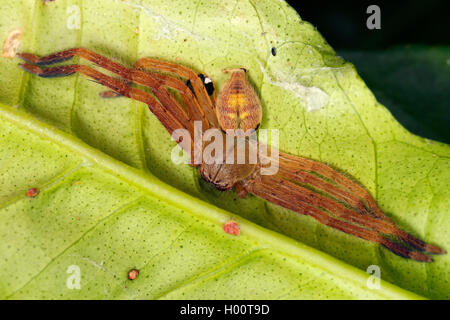 Gigantesco ragno granchio, Huntsman spider (Sparassidae), si siede su una foglia, Costa Rica Foto Stock