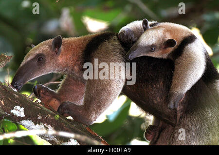 Tamandua settentrionale, piccola formica Bear (Tamandua mexicana), femmina con baby, Costa Rica Foto Stock