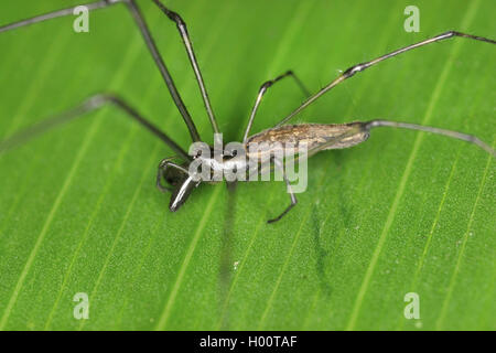 Spessore ganasce di ragni, grandi ganasce tessitori orb, quattro ganasce ragni, allungata orb tessitori, orizzontale orb-web tessitori (Tetragnathidae), si siede su una foglia, Costa Rica Foto Stock