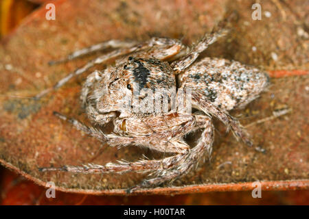 Ragnatela spider (Theridiidae), si siede su una foglia appassiti, Costa Rica Foto Stock