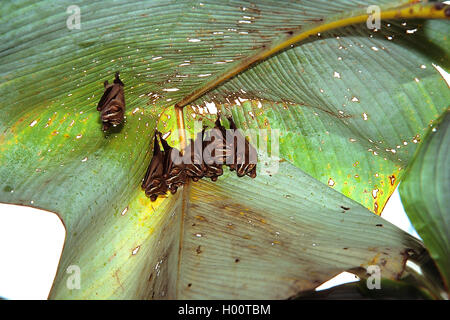 Peters' tenda-making bat, Tent-Making-Bat (Uroderma bilobatum), il gruppo si blocca sotto una foglia di banano, Costa Rica Foto Stock