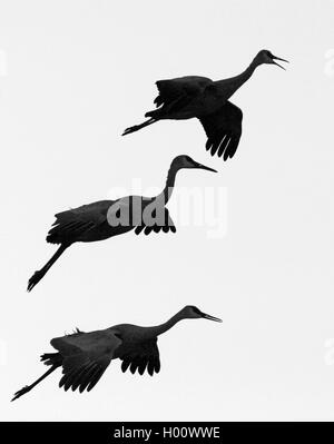 Sandhill gru (Grus canadensis), silhouette di tre battenti sandhill gru, USA, New Mexico Foto Stock