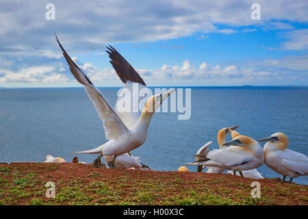 Northern gannet (Sula bassana, Morus bassanus), si toglie la colonia, Germania, Schleswig-Holstein, Isola di Helgoland Foto Stock