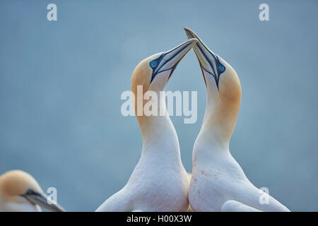 Northern gannet (Sula bassana, Morus bassanus), giovane saluta, Germania, Schleswig-Holstein, Isola di Helgoland Foto Stock