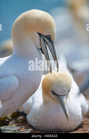 Northern gannet (Sula bassana, Morus bassanus), allevamento giovane, Germania, Schleswig-Holstein, Isola di Helgoland Foto Stock