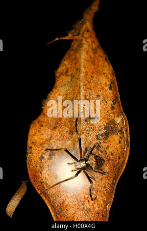Orbweavers, orb-tessitura di ragni (ampio corposo orbweavers) (Araneidae), seduta su una foglia, Costa Rica Foto Stock