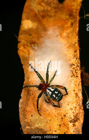 Orbweavers, orb-tessitura di ragni (ampio corposo orbweavers) (Araneidae), seduta su una foglia, Costa Rica Foto Stock