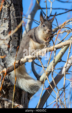 Tassle-eared, Abert's scoiattolo (Sciurus aberti), si siede su un ramo, STATI UNITI D'AMERICA, Arizona Flagstaff Foto Stock