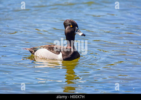 Anello-neched anatra (Aythya collaris), mal sull'acqua, STATI UNITI D'AMERICA, Arizona, Phoenix Foto Stock