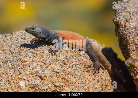 Chuckwalla comune (Sauromalus ater), maschio su una roccia a prendere il sole, USA, Arizona, Picco Pinnacolo Foto Stock