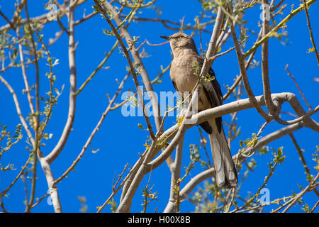 Northern mockingbird (Mimus polyglottos), seduto su un ramo, USA, Arizona Foto Stock