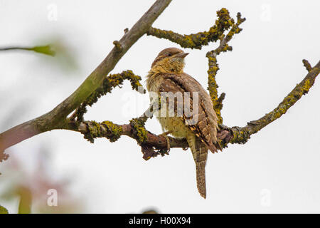 Northern spasmodico (Jynx torquilla), su un ramo, in Germania, in Baviera, Isental Foto Stock