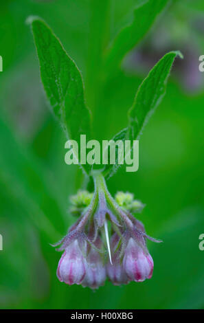 Comfrey comune (Symphytum officinale), infiorescenza, in Germania, in Baviera, Alta Baviera, Baviera superiore Foto Stock