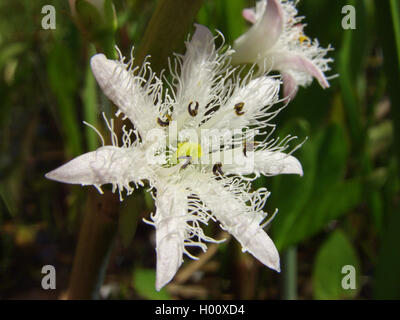 Bogbean, buckbean (Menyanthes trifoliata), fiore, Germania Foto Stock