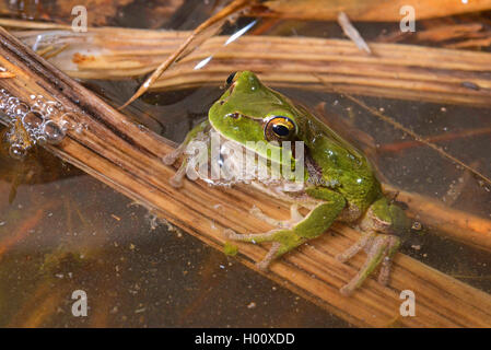 Treefrog stripeless, Mediterraneo treefrog (Hyla meridionalis), su una lama di reed in acqua, Spagna, Balearen, Menorca Foto Stock