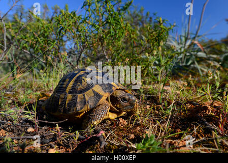 Sperone-thighed tartaruga, sperone mediterraneo-thighed, tartaruga testuggine comune, tartaruga greca (Testudo graeca, Testudo graeca graeca), nel suo habitat, Spagna, Balearen, Maiorca Foto Stock