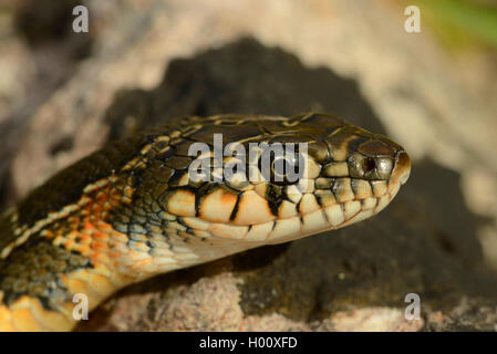 Serpente a ferro di cavallo, a Ferro di Cavallo frusta snake (Hemorrhois hippocrepis, Coluber hippocrepis ), ritratto, Spagna, Balearen, Maiorca Foto Stock