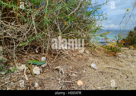 Formentera lucertola muraiola (Podarcis pityusensis formenterae, Podarcis formenterae), maschio nel suo habitat, Spagna, Balearen, Formentera Foto Stock