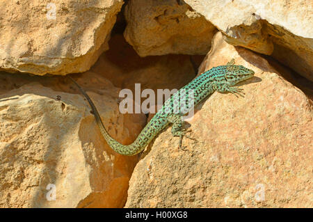 Formentera lucertola muraiola (Podarcis pityusensis formenterae, Podarcis formenterae), sunbaths su una parete, Spagna, Balearen, Formentera Foto Stock