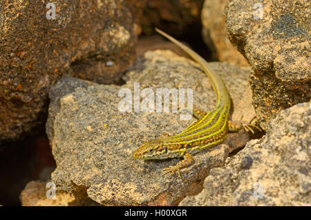 Ibiza lucertola muraiola (Podarcis pityusensis, Lacerta pityusensis, Podarcis pityusensis pityusensis ), maschio sunbaths, Spagna, Balearen, Ibiza Foto Stock