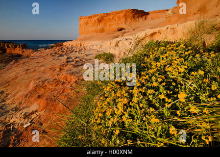 Costa rocciosa di Ibiza nella luce della sera, Spagna, Balearen, Ibiza, Cala Conta, Platges de Comte Foto Stock