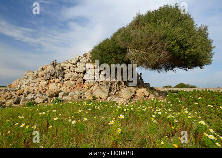 Albero di olivo (Olea europaea), relikts di una storica Naveta grave dalla cultura Talayot (850-550 a.C.) in Menorca, Spagna, Balearen, Menorca, Ciutadella de Menorca Foto Stock