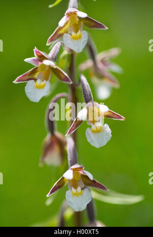 Elleborina palustre (Bergonii palustris), fiori, in Germania, in Baviera, Alta Baviera, Baviera superiore Foto Stock