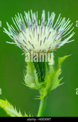 Cavolo thistle (Cirsium oleraceum), infiorescenza, in Germania, in Baviera, Murnauer Moos Foto Stock